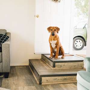 Rocky the puppy dog was graciously waiting as we packed our studio!