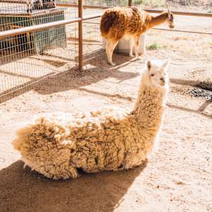Alpacas on the farm!