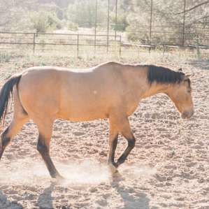 Horse in the stable!