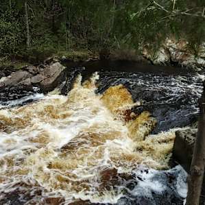Eagle Pines On The Bad River