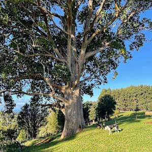 Mount Roland Retreat