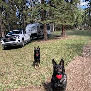 Our dogs back from a walk in the woods.