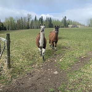 Meeting the lamas