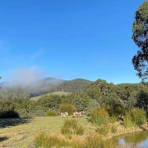 Mountain View Oak Tree Campsites