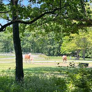 View beside campsite.