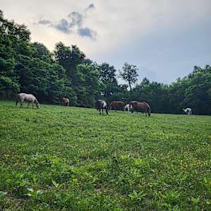 Tent Camping on 93 acre Horse Farm