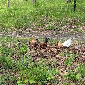Chickens!