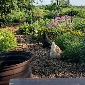 The chicken coop was just up the hill next to the community building.