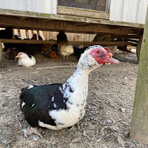 Blackberry Meadows Farm