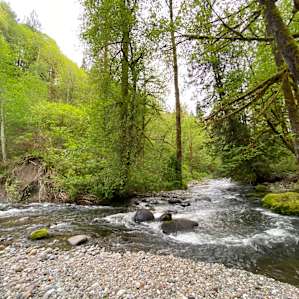 Camping in forest, next to a creek.
