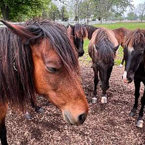 Spirit horses
