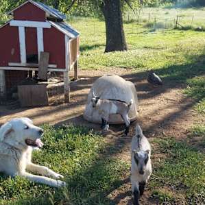AppleGrass Farm RV or Tent Spot