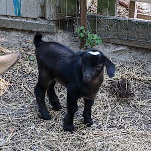 Goat House Farm Glamping