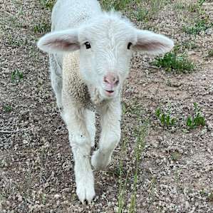 Two little lambs ran up to greet me when I got out of the car