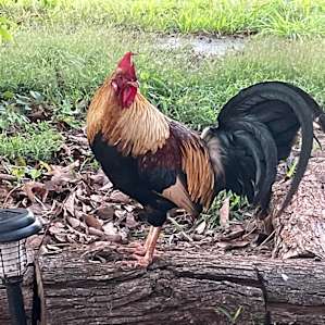Kaua’i Farm Glamp