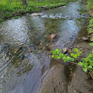 The brook, nice to relax in during a hot day.