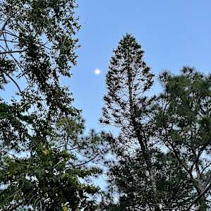 Flying Frog Ranch - Site#1