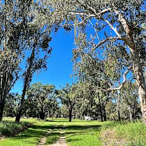 Wallaroo