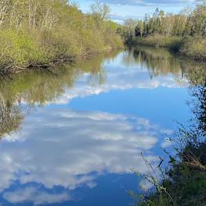 Eagle Pines On The Bad River