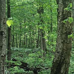 Koertland Acres GROUP CAMP
