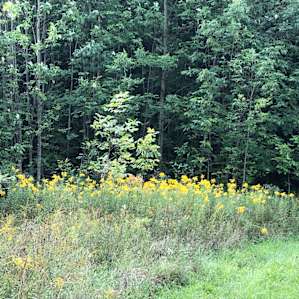 Private Meadows and Woods