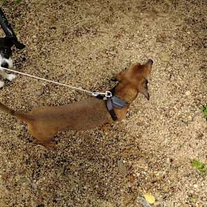4 kids & 3 dogs...perfect!