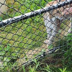 Rescue Zoo camping