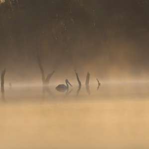 Curlew Camp - Birds & Fishing