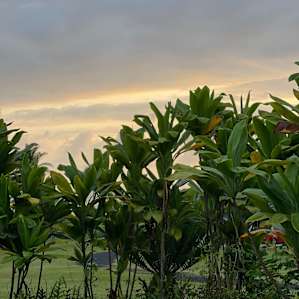 Sea Spray Garden (Kihapai Ehukai)