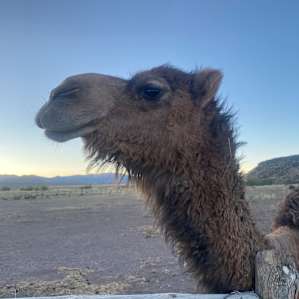 Camels and a Yurt