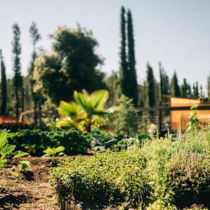 The garden