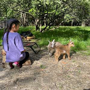 Baby goats