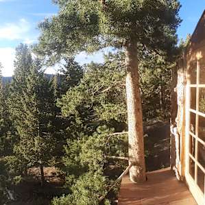 Gold Nugget Tree House