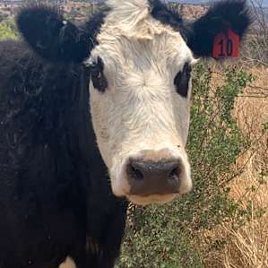 A friendly greeter!