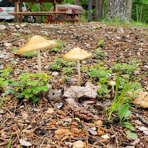 Cute mushrooms at campsite.