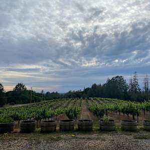 Mountain camping at a vineyard