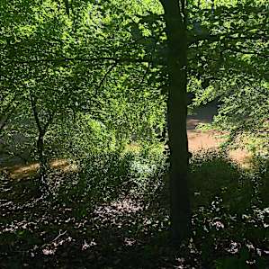 Bank and river view from campsite
