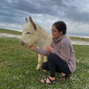Cloud Peak Llamas and Alpacas ranch