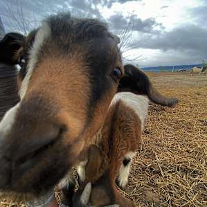 Cloud Peak Llamas and Alpacas ranch
