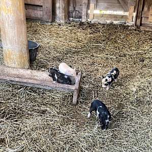 Cute piglets on the ranch!