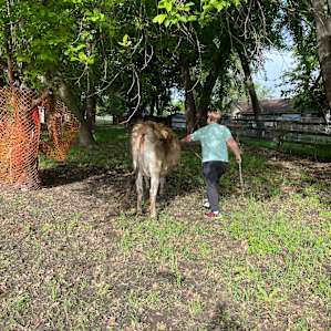 Walking the cows to get milked