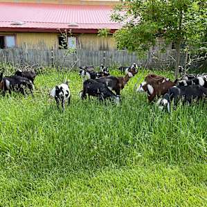 Goats!