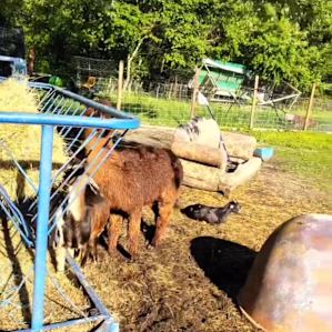 The animal enclosure with some friendly and some shy beings