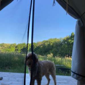 Our dog had a great time at the site!