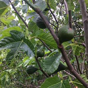 Figs!