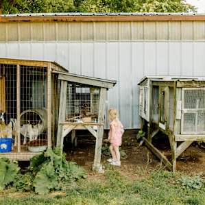 checking out the puppies, bunnies, and chickens.