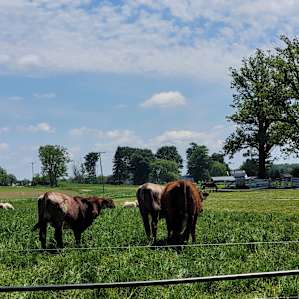 Camping on our Organic Farm