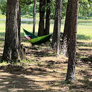 Perfect trees for our hammocks.