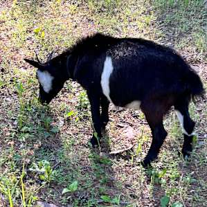 The mini goats were super friendly.
