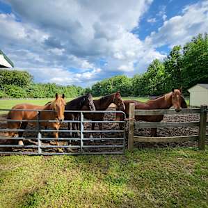 Bellview Farm